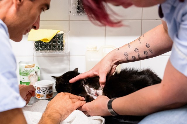 Twee zwaargewonde zwarte katten in hospitaal van Dierenambulance Den Haag