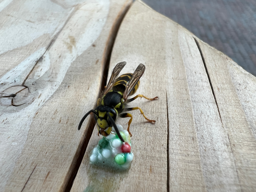 Zijn er echt zo weinig wespen dit jaar? Jij kan het antwoord&nbsp;geven