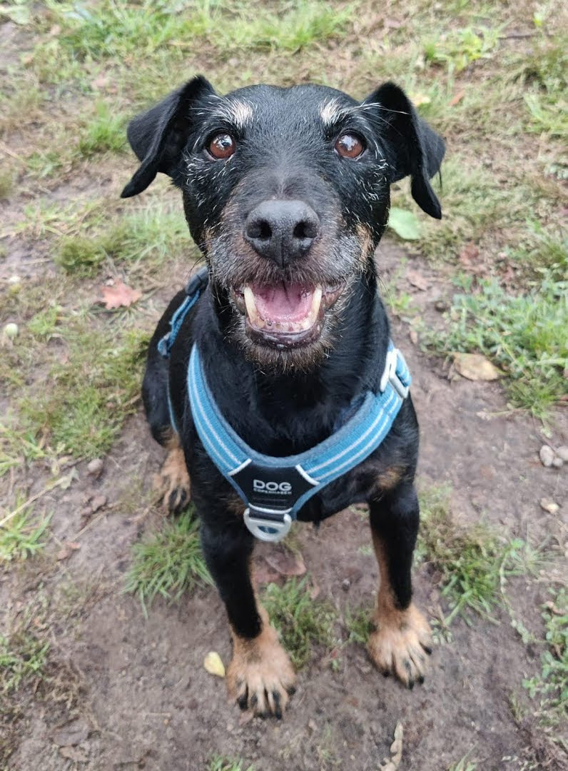 Wereld Hondendag: een op de vier hondenbaasjes heeft geen ‘voogd’&nbsp;geregeld