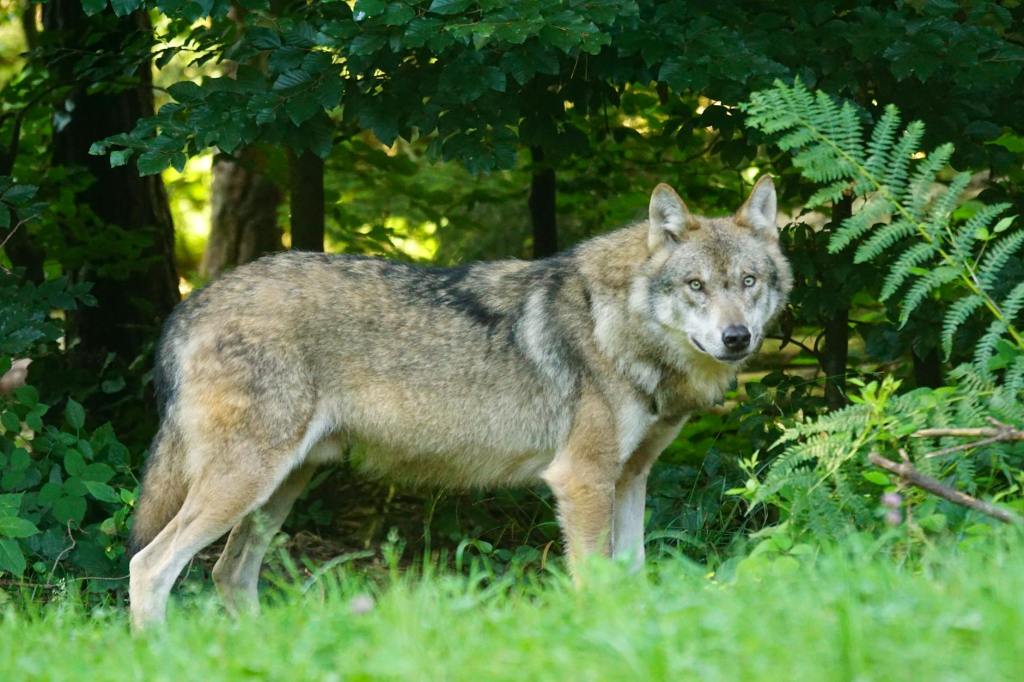 DNA-onderzoek bevestigt: wolf betrokken bij incident 31 juli in&nbsp;Austerlitz
