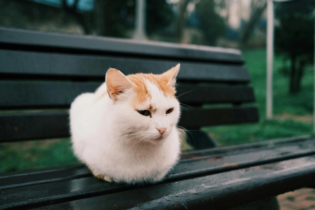 Simba is dé populairste&nbsp;kattennaam