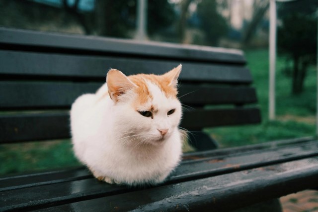 Simba is dé populairste kattennaam