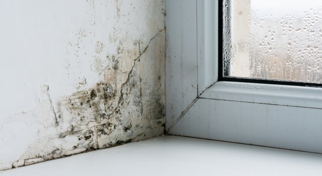 Schimmelproblemen in bijna 9 op 10 Nederlandse huishoudens