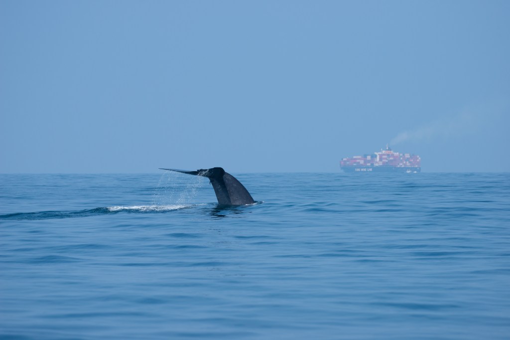 Gratis app Whale Alert lanceert nu ook in&nbsp;Europa