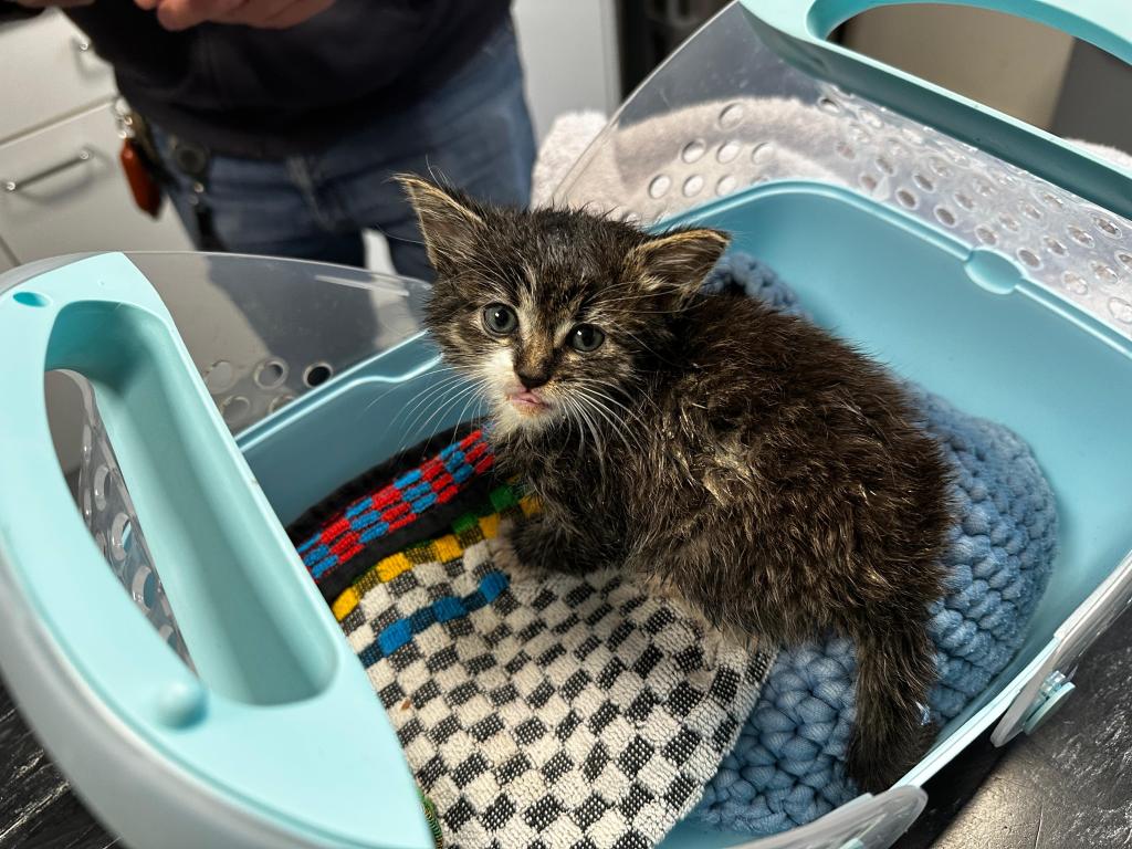 Kittens levend uit Haagse afvalcontainers&nbsp;gered