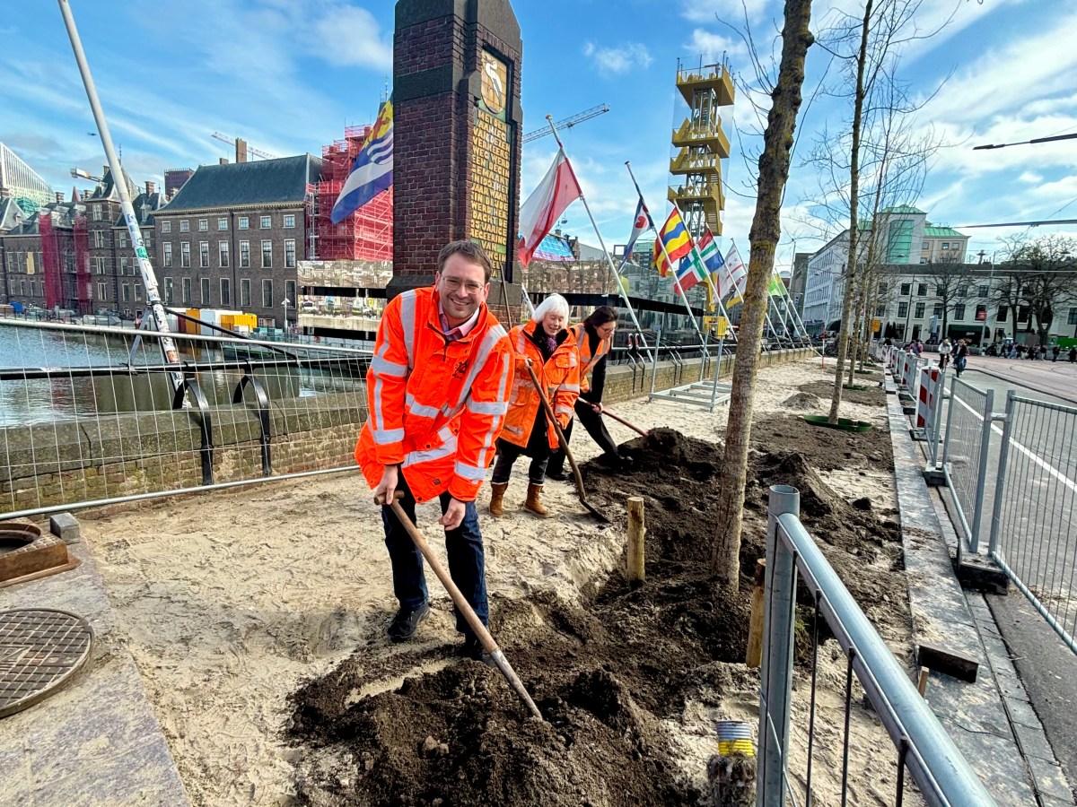 Binnenhof krijgt groene impuls met twaalf nieuwe&nbsp;bomen