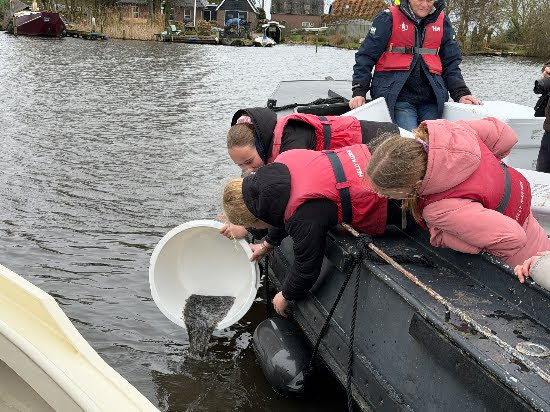 Uitzet met miljoenen jonge palingen in Nederland