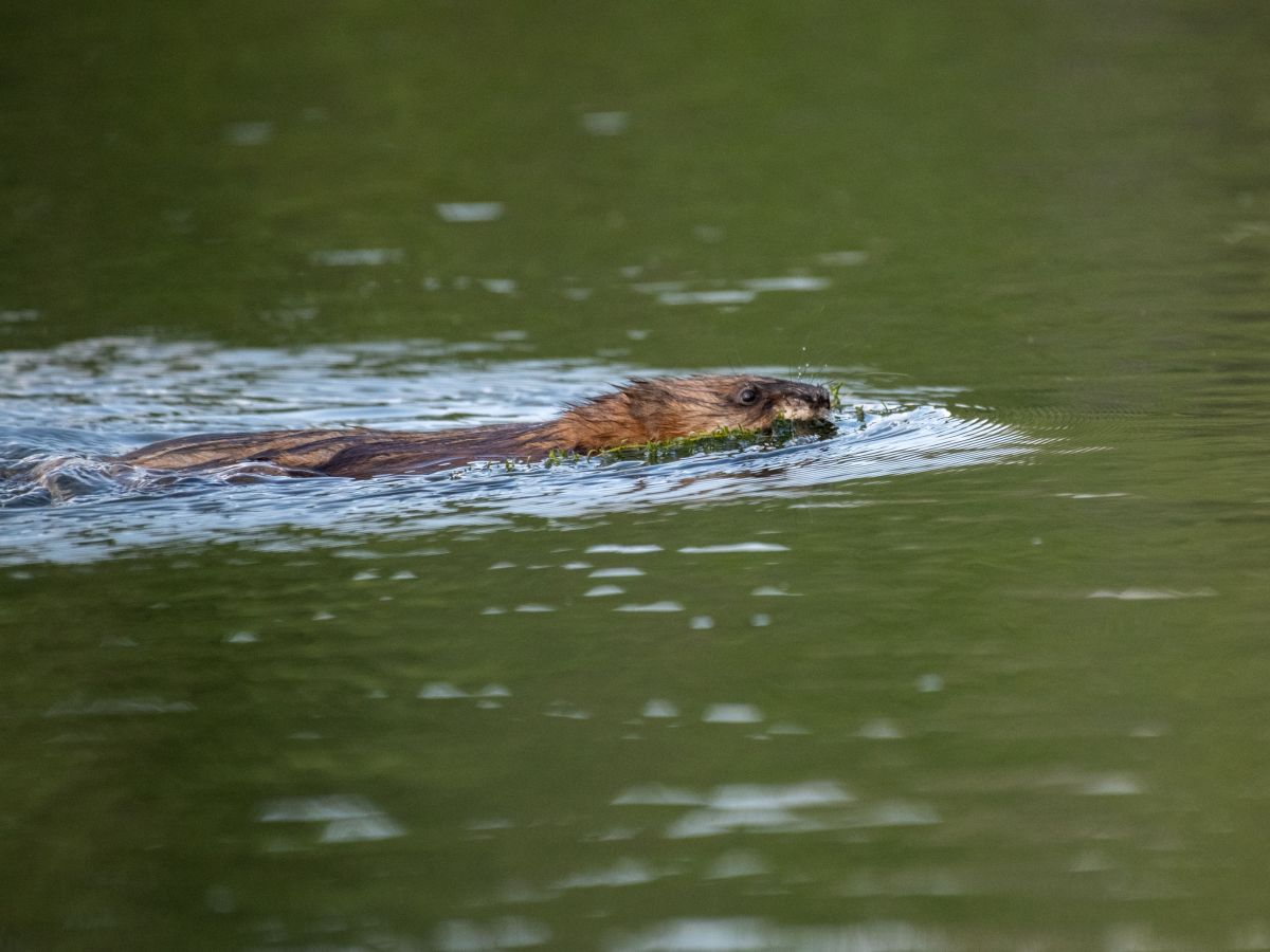 [VIDEO] Muskusrattenbeheer Rivierenland krijgt nieuwe naam: Faunabeheer&nbsp;Water