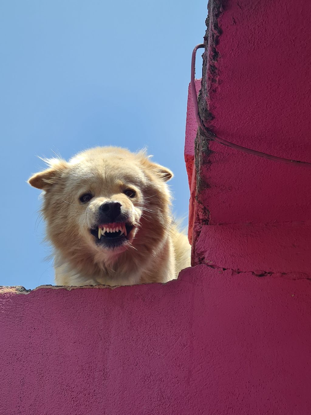 Huisdier gestrest na vakantie? Dierenarts waarschuwt: klachten kunnen dagen&nbsp;aanhouden