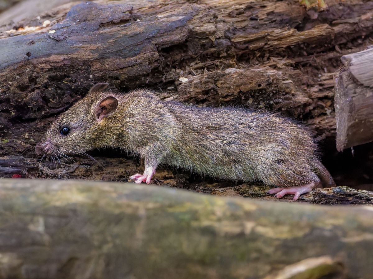 Koudere avonden: Bestrijdingsdienst ziet toename in meldingen van ratten in&nbsp;woningen