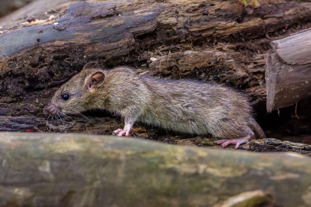 Koudere avonden: Bestrijdingsdienst ziet toename in meldingen van ratten in&nbsp;woningen